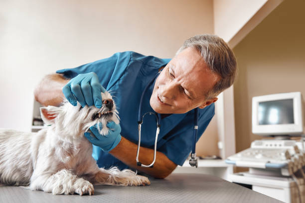 Best Chipped Tooth Repair Near Me  in Paducah, TX